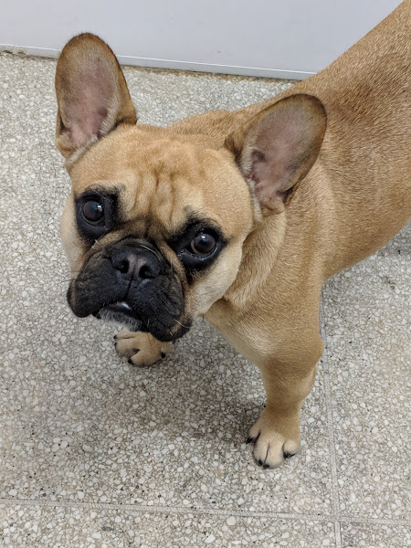 Foto 3 Pet Shop Coisa de Bicho