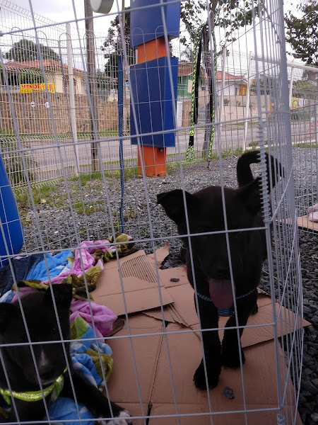 Foto 3 Pet Shop Solidário