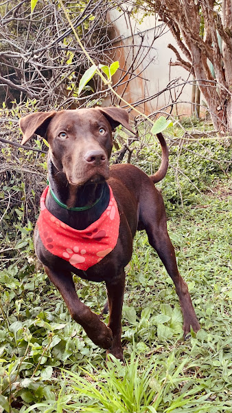 Foto 4 Pet Shop Solidário