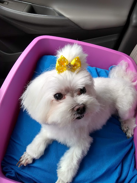 Foto 5 Pet Shop Solidário