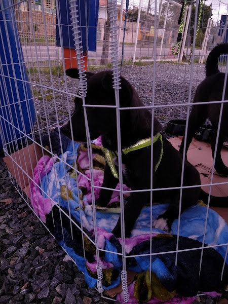 Foto 7 Pet Shop Solidário