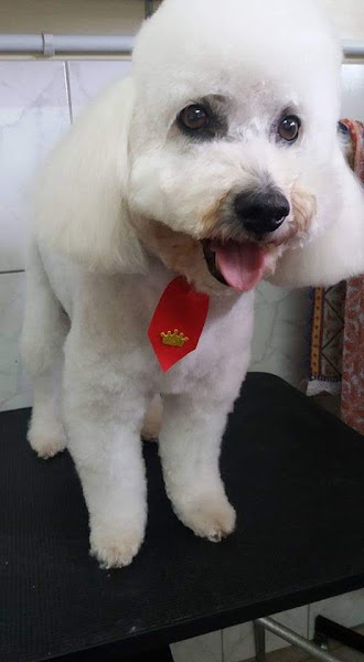 Pet Shop Beethoven Pet Shop Beethoven