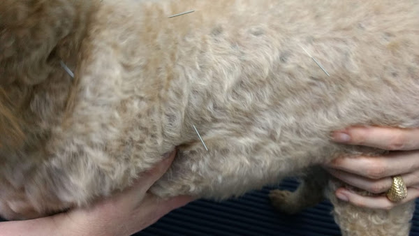 Foto 1 Estheticão Veterinária e Pet Shop