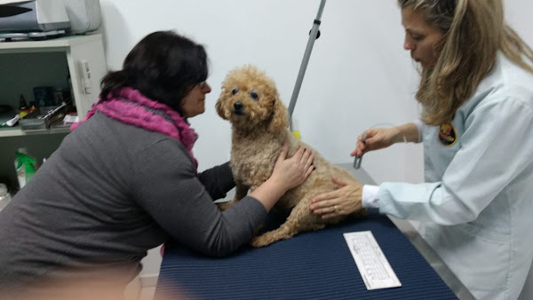 Foto 3 Estheticão Veterinária e Pet Shop