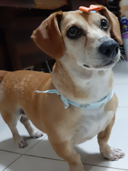 Foto 3 Felicipet - Consultório Veterinário, Banho e Tosa, Pet Shop