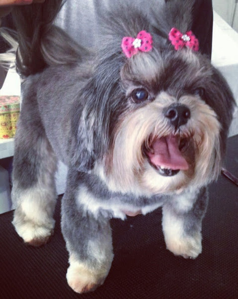 Pet Shop Cheiroso Pra Cachorro