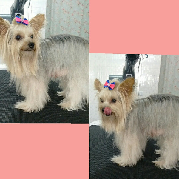 Foto 1 Pet Shop Cheiroso Pra Cachorro