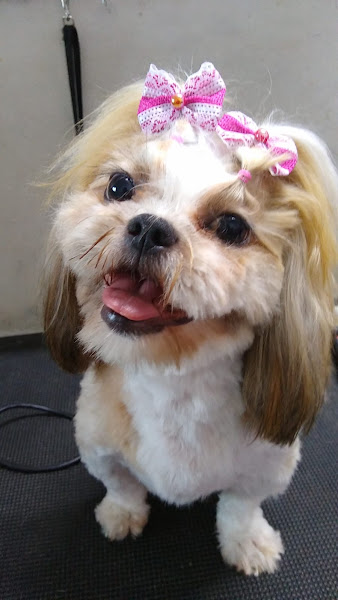 Foto 2 Pet Shop Reino Animal