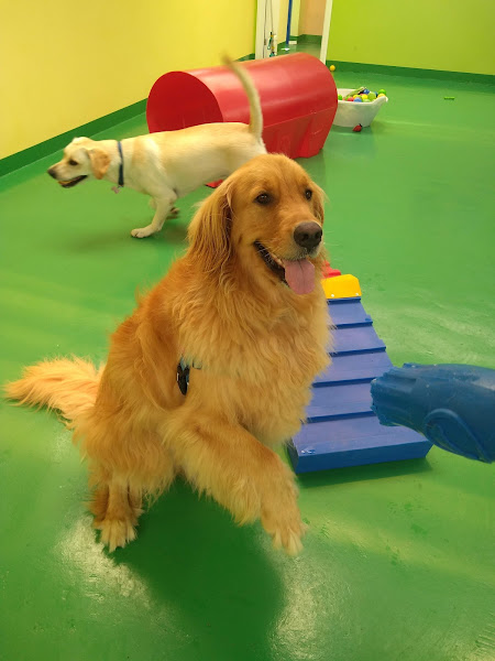 Foto 2 PET SHOP CASA DO BICHO