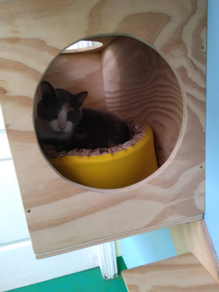 Foto 3 PET SHOP CASA DO BICHO