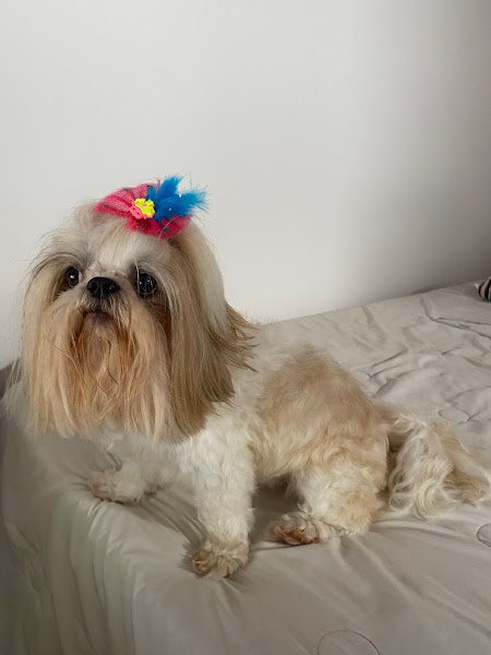 Foto 5 PET SHOP CASA DO BICHO