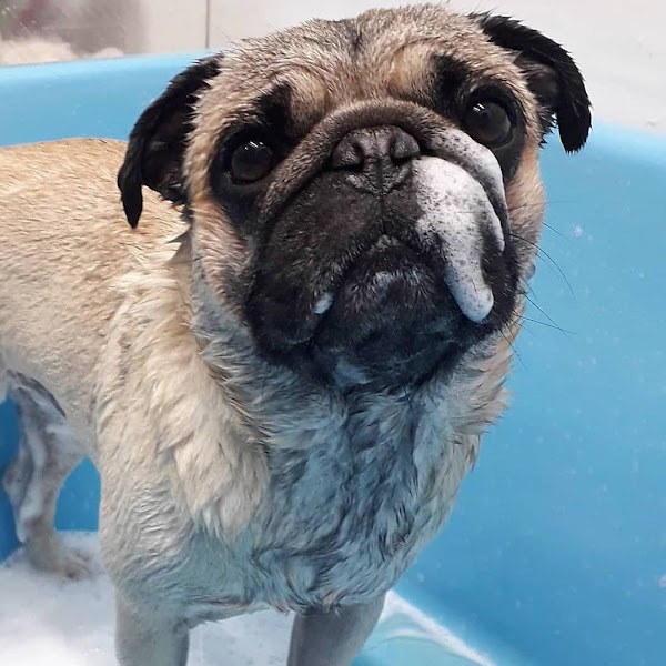 Foto 3 Pet Shop Amigo Fiel