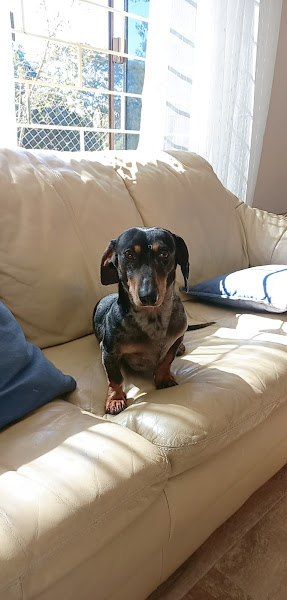 Foto 2 Boticão Pet Shop