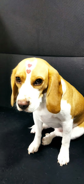 Foto 2 Alecrim Pet Store