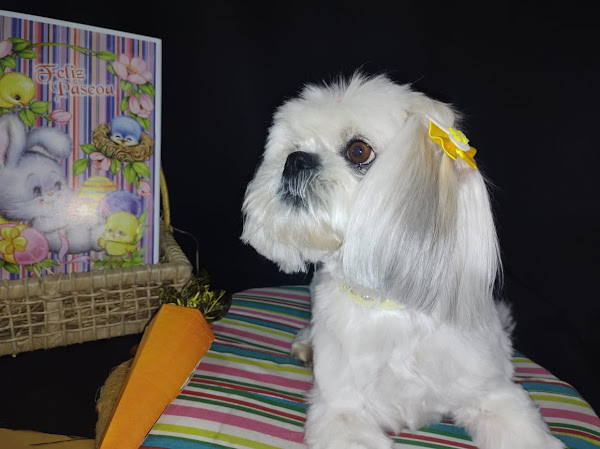 Foto 3 Alecrim Pet Store