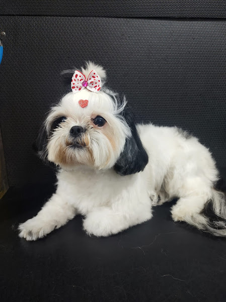 Foto 5 Alecrim Pet Store