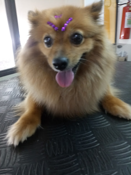 Foto 3 Pet Blue Pet Shop