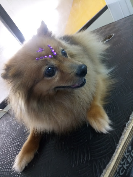 Foto 4 Pet Blue Pet Shop