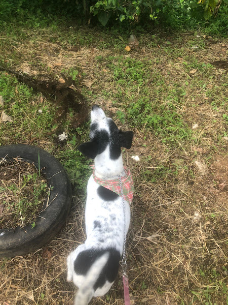 Foto 5 Pet Blue Pet Shop