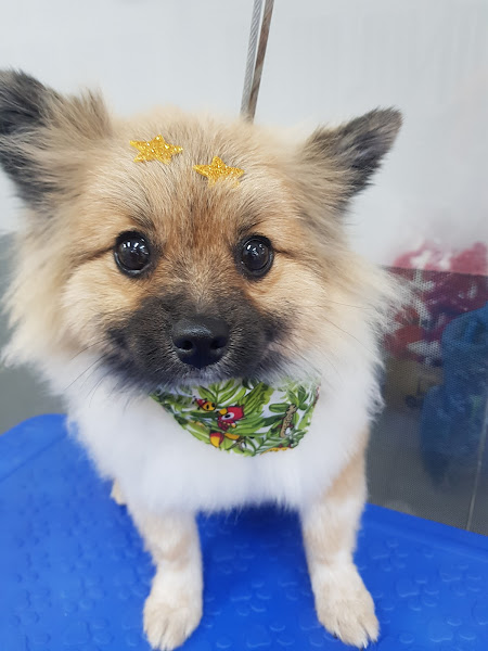 Foto 2 Esalpet Santa Felicidade