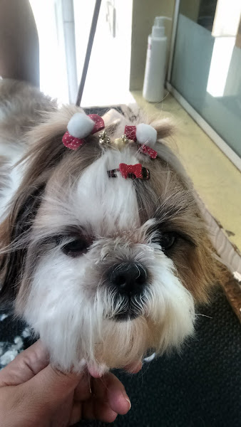 Foto 1 Patinhas Pet Boutique