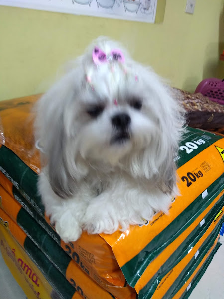 Foto 6 Patinhas Pet Boutique