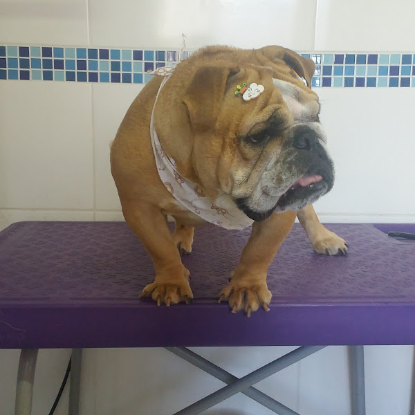 Valentyna Clínica Veterinária