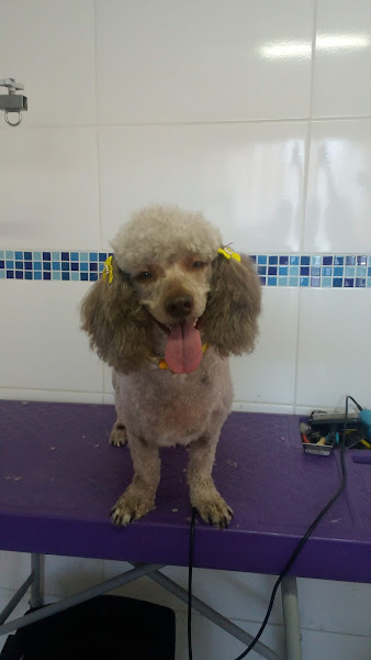 Foto 3 Valentyna Clínica Veterinária