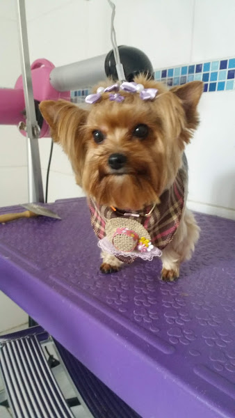 Foto 4 Valentyna Clínica Veterinária