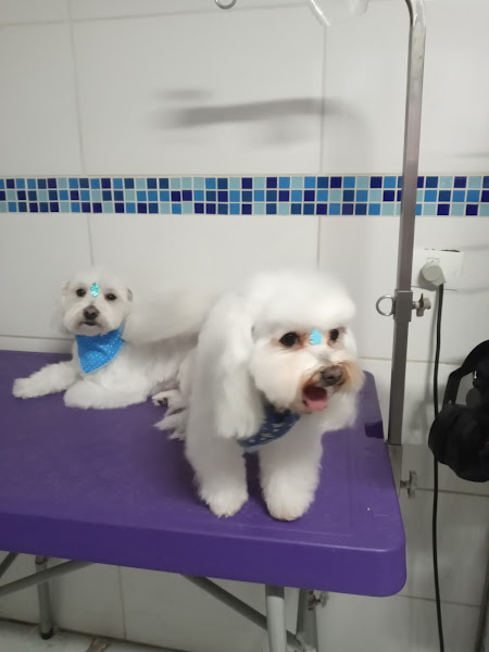 Foto 5 Valentyna Clínica Veterinária