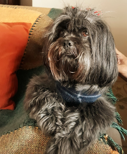 Foto 2 Pet Shop Gato Travesso