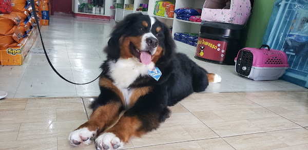 Foto 3 Pet Shop Gato Travesso