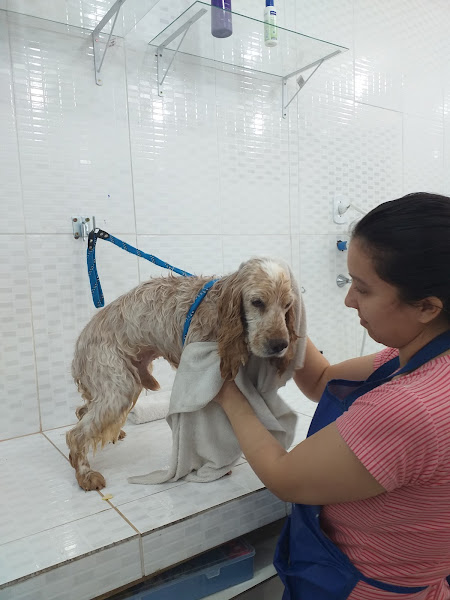 Foto 4 Pet Shop Gato Travesso