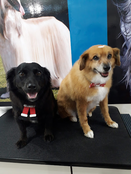 Foto 1 Pet shop Sol e Lua