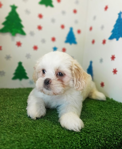 Foto 1 VENDA DE FILHOTES JACK PET 41992023706