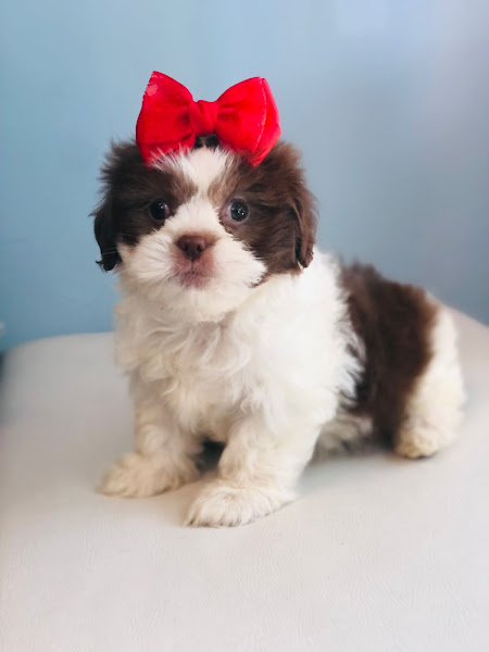 Foto 2 VENDA DE FILHOTES JACK PET 41992023706