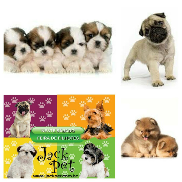 Foto 3 VENDA DE FILHOTES JACK PET 41992023706