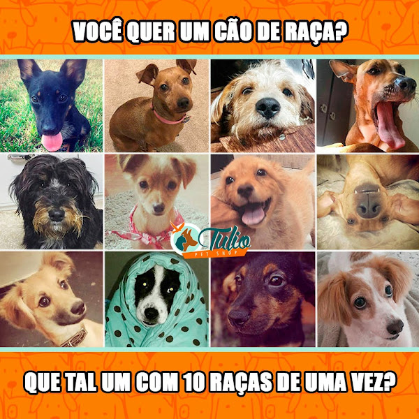 Foto 4 Túlio Pet Shop