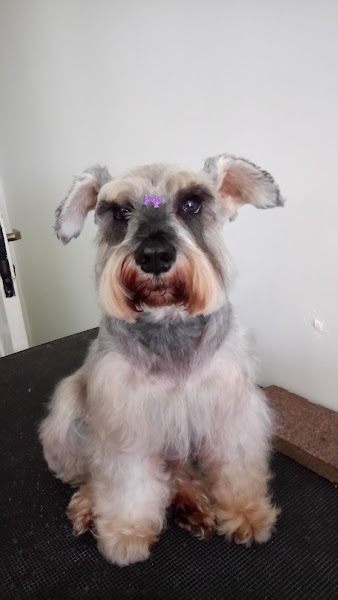 Foto 1 Pet Shop Água Verde - Dog Hair