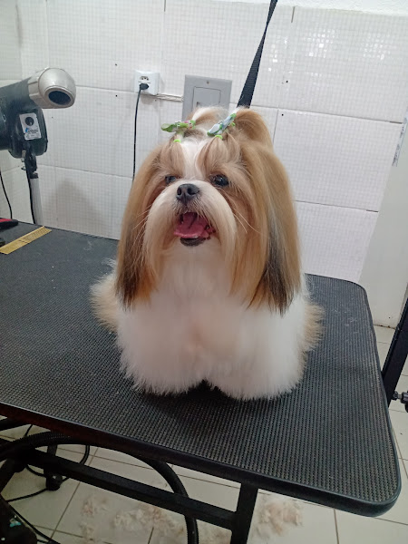 Foto 3 Pet Shop Água Verde - Dog Hair