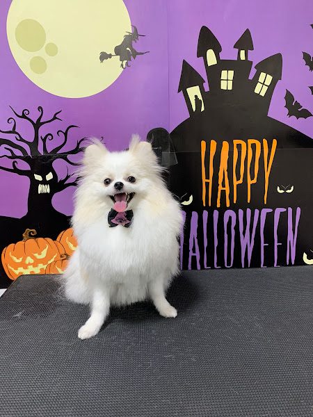 Foto 1 Pet Center - Banho e Tosa