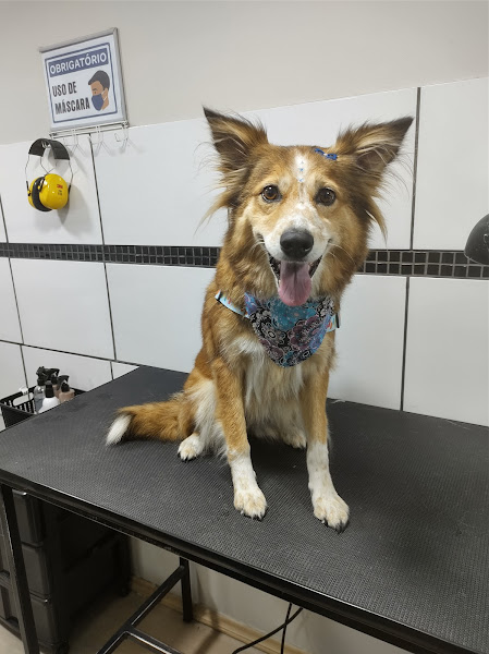 Foto 2 Pet Center - Banho e Tosa