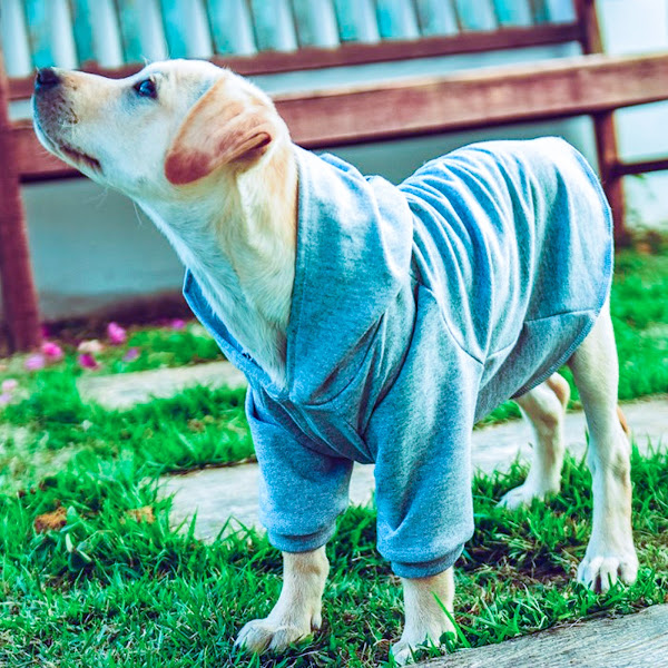 Foto 3 Lucky Pet Produtos para Pet Shop Acessorios para Animais, Cães e Gatos