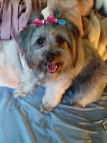 Foto 5 pepo e nina Pet Garden Foto 5 pepo e nina Pet Garden