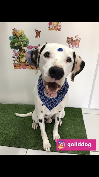 Foto 2 Mundo Pet - Estética Animal