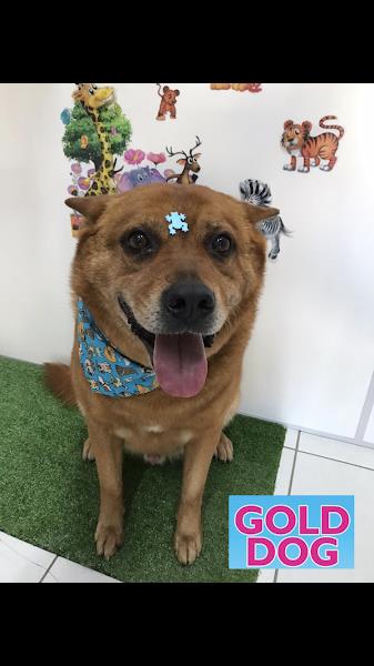 Foto 3 Mundo Pet - Estética Animal