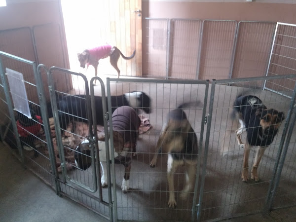 Foto 3 Pet Shop Resort