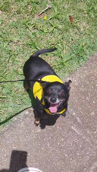 Foto 2 Pet Shop CHIC DOG