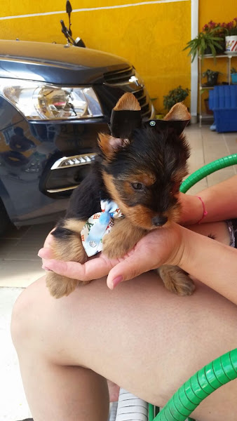 Foto 2 Bigui Pet Shop