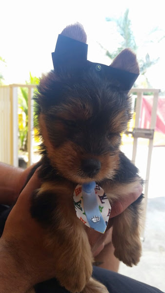 Foto 3 Bigui Pet Shop